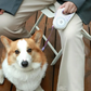 Retractable Dog Lead with Safety Light | Escape-Proof Brake Lock & 360° Visibility | Ideal for Evening Walks in Rainy Weather