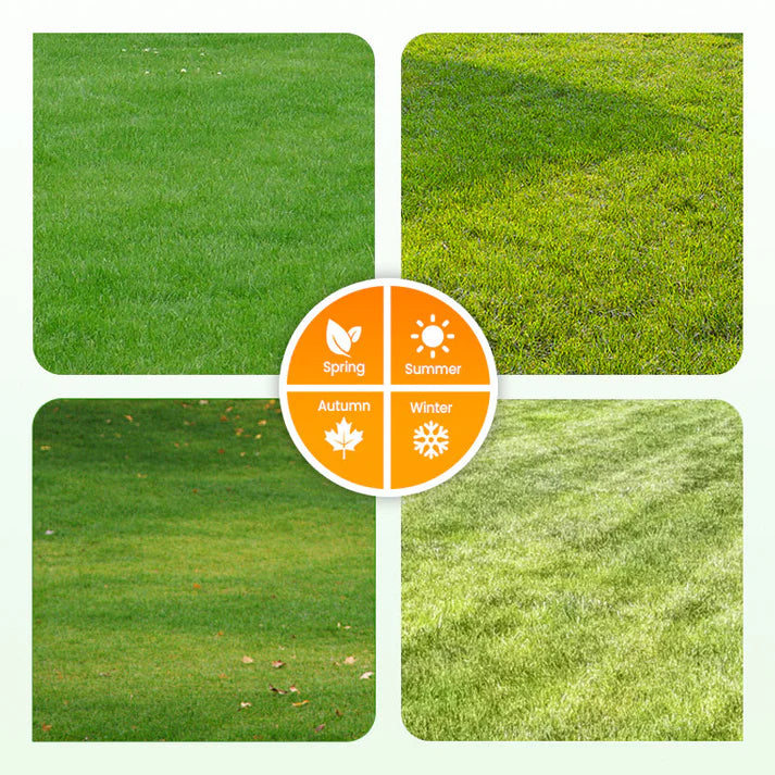 🔥Grass Seeds for Lawn and Golf Course