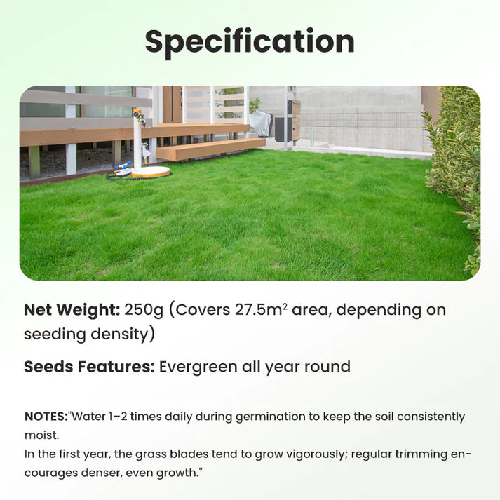 🔥Grass Seeds for Lawn and Golf Course